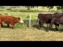 youtube - [Video]