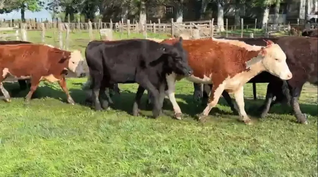 42 VACAS DE INVERNADA - Ruta 31 km 100