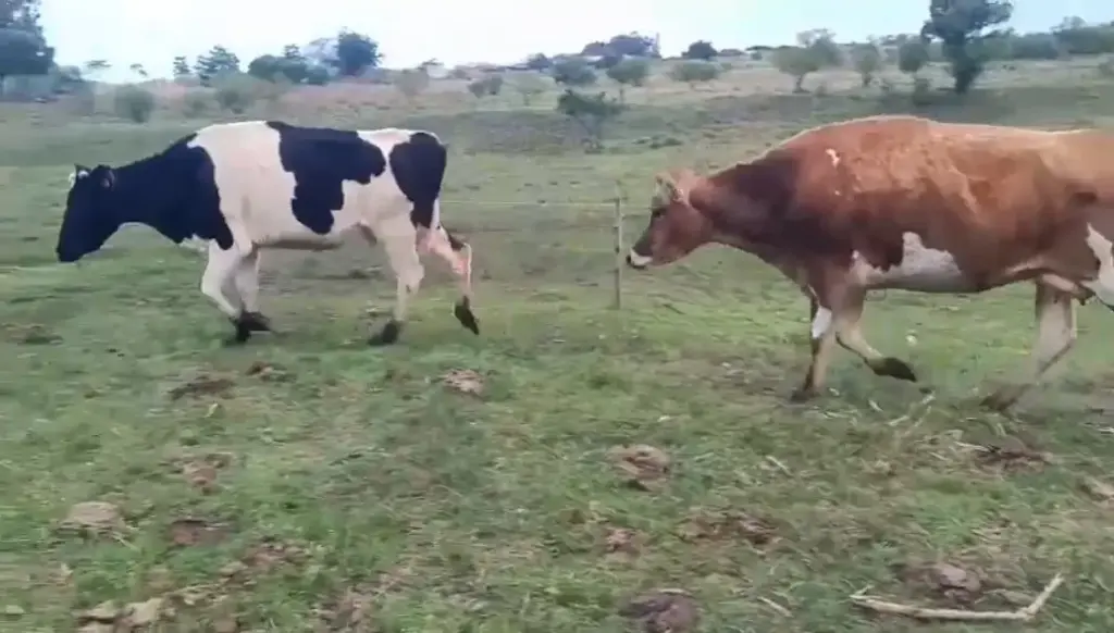 20 vacas de invernar cruza Holando - A 6 kilómetros de Salto
