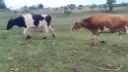 20 vacas de invernar cruza Holando - A 6 kilómetros de Salto