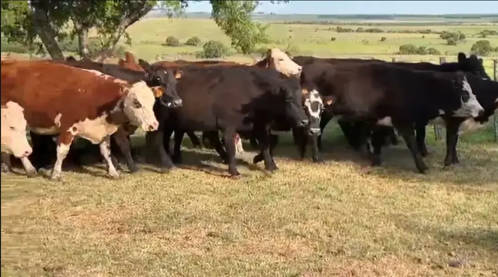 45 Vacas Preñadas - Salto