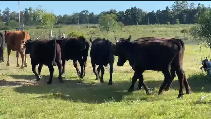 Novillos de 2 a 3 en Venta